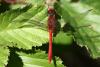 Sympetrum sanguineum